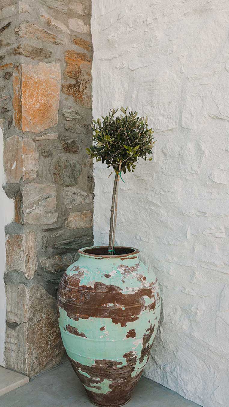 Παλιό πυθάρι με ελιά